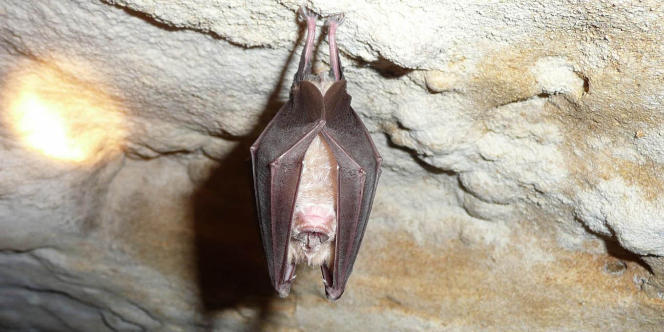 Grand Rhinolophe